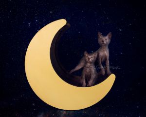 cats moon