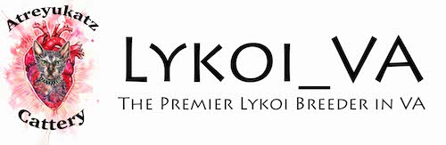 Lykoi_VA
