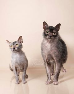 male and female cat