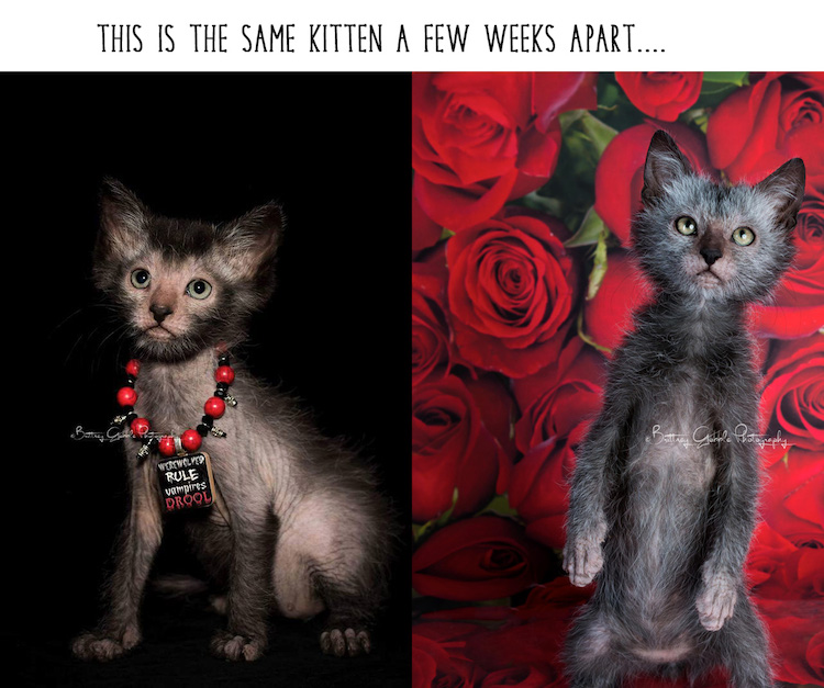 Same kitten two weeks apart