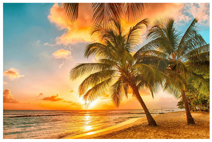 sunset-with-palm-tree-backround