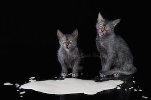 two cats milk